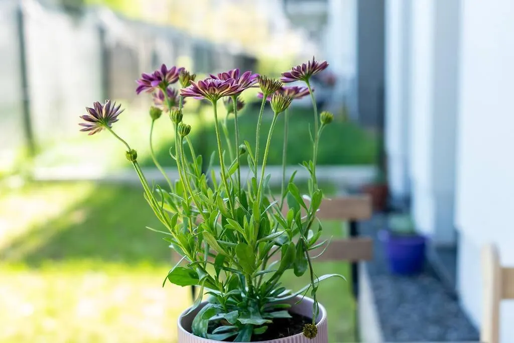 Sunny Garden Warta View Apartment Poznan 0*,